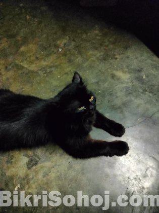 high grade Persian cat